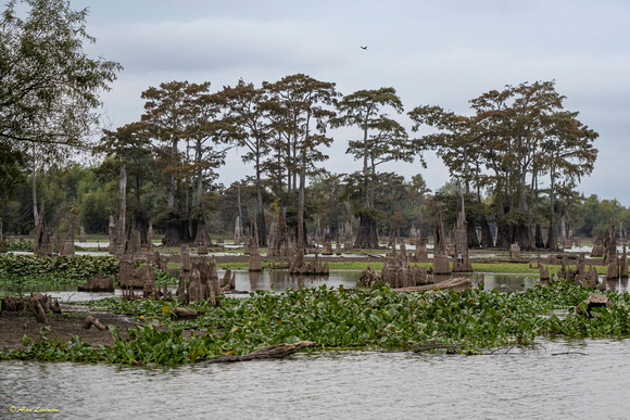 Louisiana and Texas Swamps November 2023 (106 of 121)
