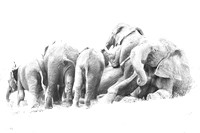 Elephant Rumble