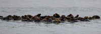 Elkhorn Slough July 30 2021 (14 of 29)