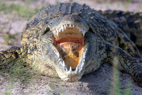 Croc #2
