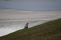 Magellanic Penguin; Saunders Island - Falkland Islands