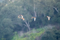 Mallards in Flight #3