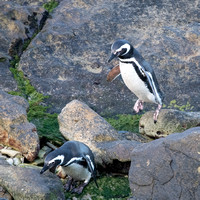 Magellanic Penguins - Carcaso Island - Falkland Islands.
