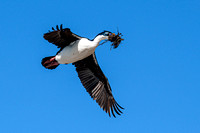 Blue Eyed Shag - Saunders Island - Falkland Islands