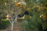 Mallards in Flight #2
