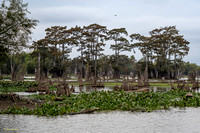 Louisiana and Texas Swamps November 2023 (106 of 121)