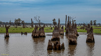 Louisiana and Texas Swamps November 2023 (109 of 121)