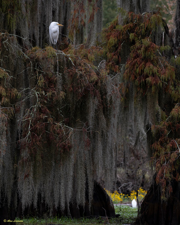 Louisiana and Texas Swamps November 2023 (112 of 121)