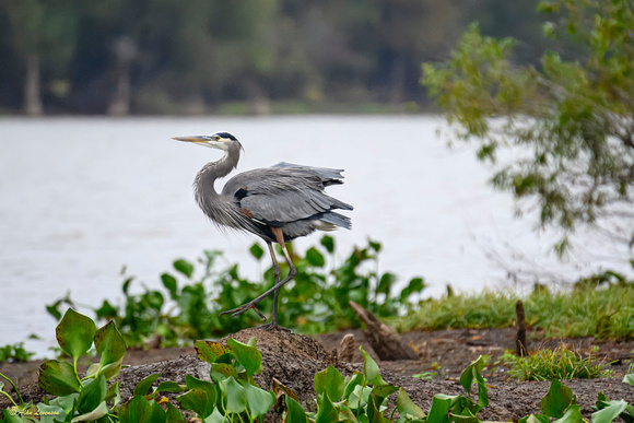 Louisiana and Texas Swamps November 2023 (119 of 121)