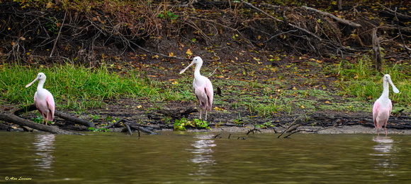 Louisiana and Texas Swamps November 2023 (121 of 121)