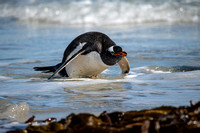 Gentoo Penguin Coming Ashore; Saunders Island - Falkland Islands