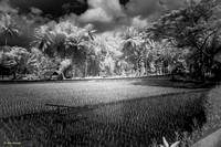 Indonesia (3 of 156)