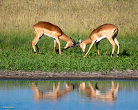 Antelope sparring #1