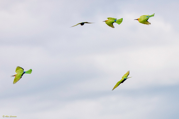 Bee-eater #6