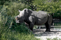 Daddy Rhino #2