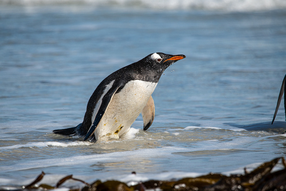 Gentoo Penguin Coming Ashore; Saunders Island - Falkland Islands