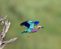Bee Eater Takes Flight #1