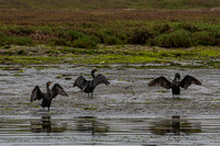 Elkhorn Slough July 30 2021 (3 of 29)