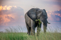 Elephant at Dusk