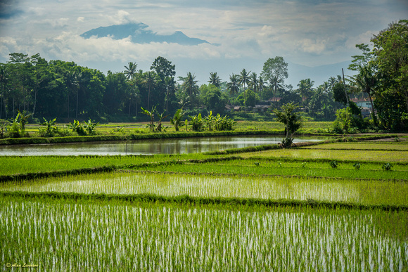 Indonesia (17 of 156)