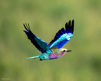 Bee Eater Takes Flight #2