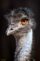 Emu #1-0438