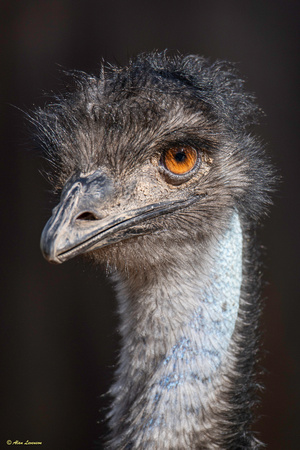 Emu #1-0438