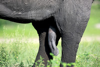 Elephant Penis