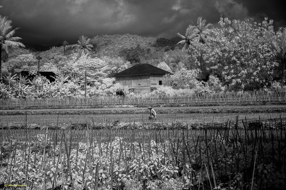 Indonesia (5 of 156)